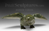 11" SIGNATURE Hawk by Killiktee Killiktee *Green Hawk Down*