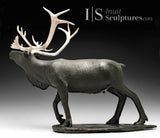 22" Museum Calibre Caribou by Paul Malliki *His Majesty*