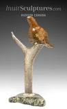 9" Ptarmigan (Bird) in Tree by Peter K. *Cat Nap*